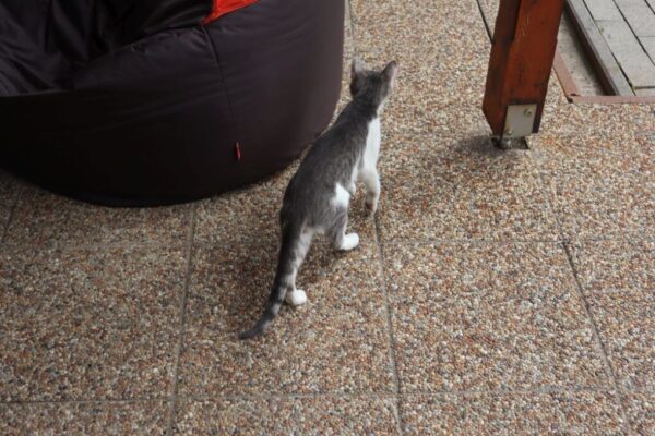 250510 11 DelAlf 160